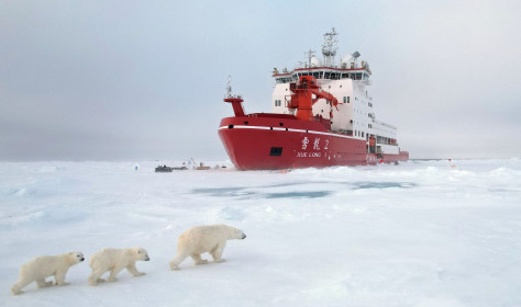 Polar bears walks with her cubs around an ice station operation area in the Arctic on Aug. 31, 2025.