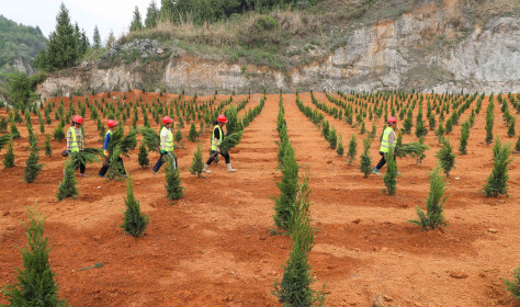 Workers carry plants at an abandoned mine in Tianping village, Guizhou province. In recent years, Guizhou Province has promoted the restoration of the ecological environment of abandoned mines, such as soil covering, afforestation, planting turf and vines, which effectively solved the problems of abandoned land, landslides and environmental damage.