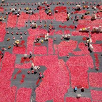 Tomatoes are dried in the sun in Bayingolin Mongol Autonomous Prefecture, southwest China's Xinjiang.