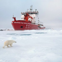 Polar bears walks with her cubs around an ice station operation area in the Arctic on Aug. 31, 2025.
