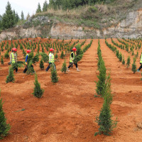 Workers carry plants at an abandoned mine in Tianping village, Guizhou province. In recent years, Guizhou Province has promoted the restoration of the ecological environment of abandoned mines, such as soil covering, afforestation, planting turf and vines, which effectively solved the problems of abandoned land, landslides and environmental damage.
