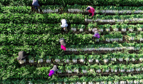 Rettich erntende Bauern in China