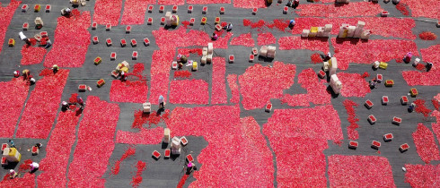Tomatoes are dried in the sun in Bayingolin Mongol Autonomous Prefecture, southwest China's Xinjiang.