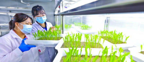 A staff member extracts DNA from corn seeds at the Seed Quality Supervision and Inspection Center in Zhangye National Corn seed Production Base, Northwest China's Gansu Province